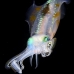 squid_reef_bigfin_pp_v_0088_alo0239.jpg